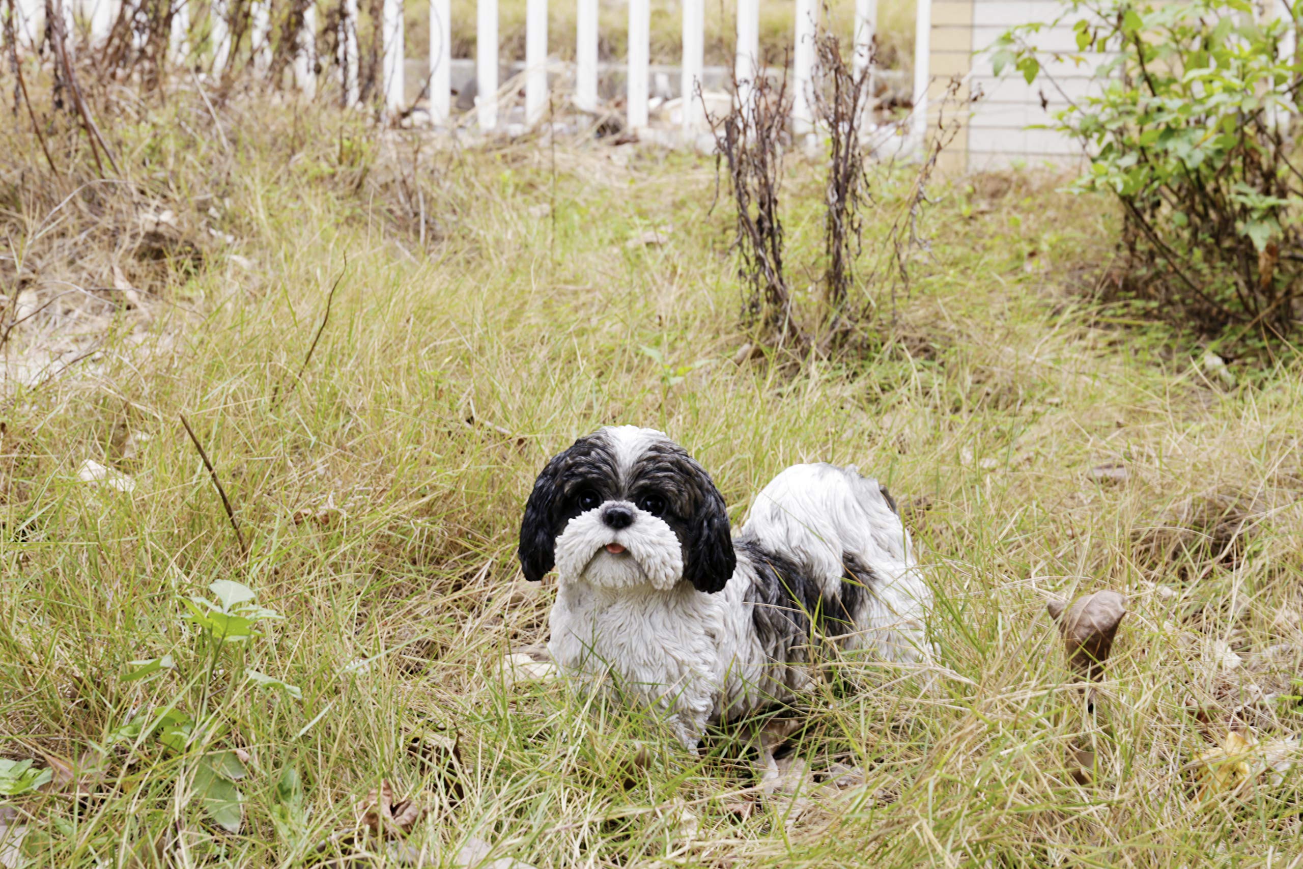 Amazon.co.jp: ブラック&ホワイト スタンディング シーズー ツーズ